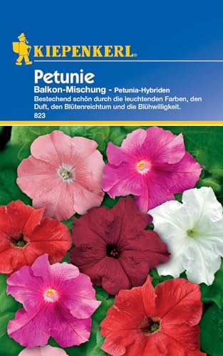 Kiepenkerl Petuniensamen Balkon-Mischung 823 für 40 Pflanzen • Blühfreudige Mischung • Wuchshöhe 30-40 cm • Bestechend schön mit leuchtenden Farben • Blumensamen Balkon