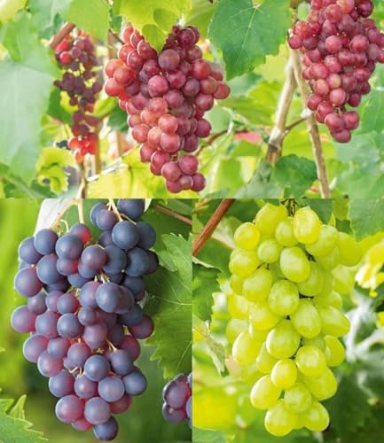 BALDUR Garten 3er Kernlose Tafel-Trauben-Kollektion, 3 Pflanzen je im 11 cm-Topf, Weinreben Sortiment kernlos, Sorten New York, Vanessa, Venus, winterhart, resistente Züchtungen, Vitis vinifera