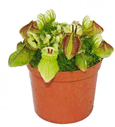 Fleischfressende Pflanze - Zwergkrug - Cephalotus follicularis - 9cm Topf - Rarität
