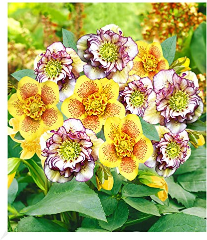 BALDUR Garten 2er Gefüllte Christrosen 'Festival-Mix', Pflanzen im 9x9 cm-Topf, Double Ellen® Picotée und Hantay, winterharte Staude, mehrjährig, bienenfreundlich, pflegeleicht, blühend, Helleborus