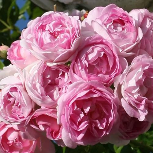 Kletterrose Rosarium Uetersen in Rosa - Kletter-Rose winterhart & duftend - Strauchrose, Pflanze wurzelnackt/Wurzelware von Garten Schlüter Pflanzen in Top Qualität
