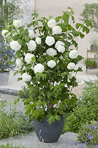Gefüllter Schneeball 'Roseum' - frühblühender Blühstrauch - pflegeleicht und robust - weiß (40-60 cm)