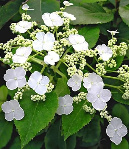 BALDUR Garten 1x Kletter-Hortensie 'Semiola®', Pflanze im 9x9 cm-Topf, Hydrangea petiolaris, blühende Kletterpflanze winterhart, pflegeleicht, für Standort im Schatten geeignet, blühend