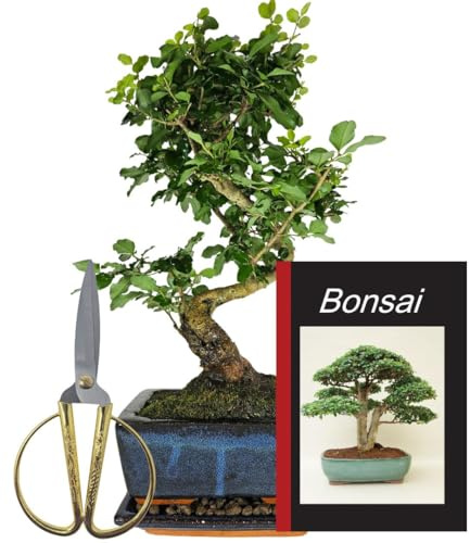 Genki-Bonsai Starterset – Chinesischer Liguster ca. 30 cm – Bonsai Komplettset mit Schere, Untersetzer, Bonsaibuch – pflegeleichter Indoor-Bonsai für Anfänger & Fortgeschrittene
