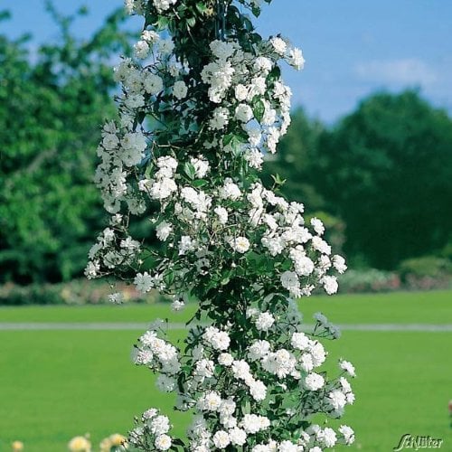 Ramblerrose 'Paul's Himalayan Musk Rambler®'