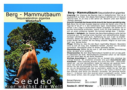 Seedeo® Berg - Mammutbaum (Sequoia. giganteum) 50 Samen