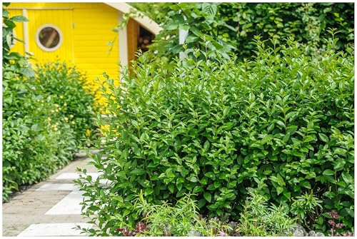 Stauden Gänge 10 x Ligustrum ovalifolium 'Green Diamond' (Gehölz/Heckenpflanze/Winterhart/Mehrjährig/Immergrün) Ovalblättriger Liguster - Der funkelnde Star unter den Heckenpflanzen