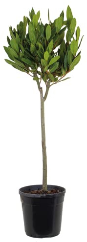 Bloomique - Laurus Nobilis am Stamm - Lorbeerbaum - Gartenpflanze - Winterhart - Höhe 80-100 cm - Topf 21 cm
