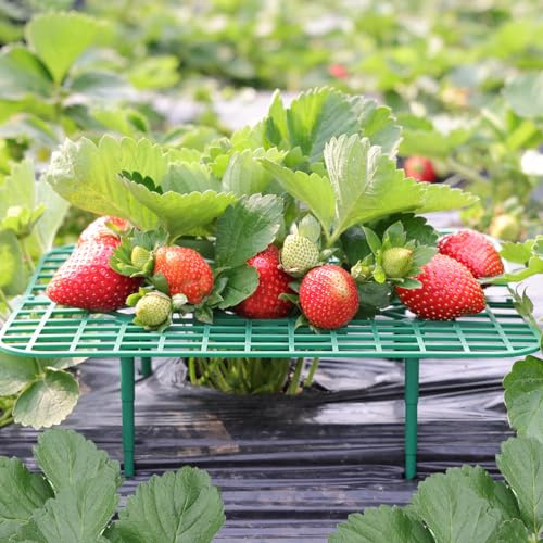 ANGTUO 10 Stück Quadratisch Erdbeerreifer Gartenzubehör Schneckenschutz Erdbeerstützen Schutz Gemüsegarten Zubehör Erdbeergitte