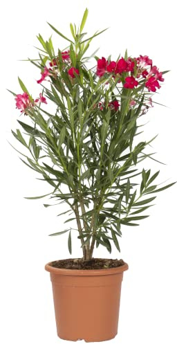 KENTIS - Nerium Oleander Rot Winterharte Pflanzen für Garten - Blühende Heckenpflanzen für Balkon und Terrasse - H 125/150 cm Topf Ø 30 cm