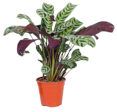 Plant in a Box - Ctenanthe Burle-Marxii - Zimmerpflanze - Fischgrät-Gebetspflanze - Topf 12cm - Höhe 25-40cm