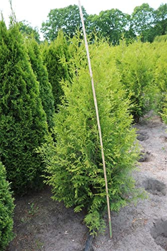 Lebensbaum 'Brabant' 150-175 cm Topf Thuja occidentalis Heckenpflanze | Schmal aufrechter Wuchs 300-500 cm, dichtes grünes Nadellaub, sonnig bis halbschattig, frosthart bis -30 °C, Heckenpflanze
