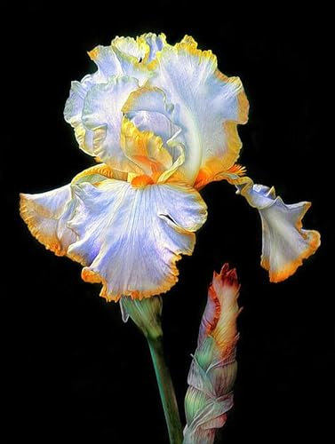Iriszwiebeln, Eleganz,Gartenblumen, Winterhart Mehrjährig, Winterhart，Bartiris，Iris,Stauden,Blumenzwiebeln Garten, Balkon,Schwertlilien-10zwiebeln-B