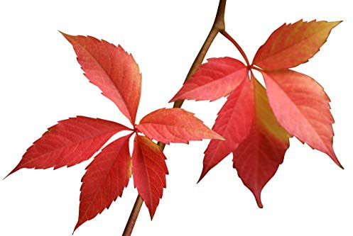 Selbstkletternde Jungfernrebe -Parthenocissus quinquefolia- 100 Samen *Wilder Wein*