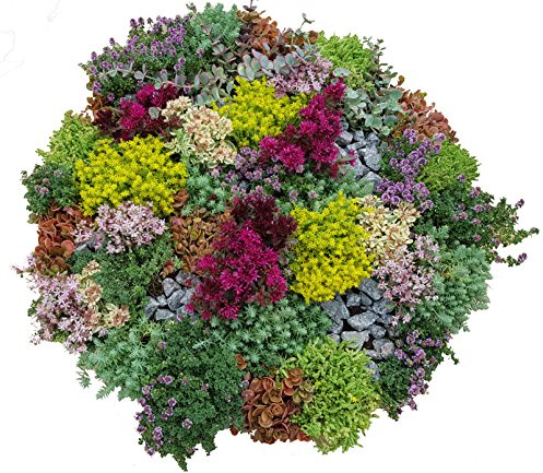 Steingarten Stauden Mischung, verschiedene winterharte Stauden, je im 12cm Topf (6 Pflanzen je im 12cm Topf im Set)