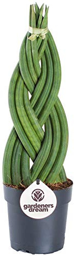 Sansevieria Twister Schlangenpflanze für Zuhause oder das Büro (30-40cm mit Topf)