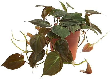 Bloomique - Philodendron Scandens Micans - Baumfreund - Auch als Kletterpflanze geeignet - Zimmerpflanzen - Luftreinigend - Pflegeleicht - Höhe 15-20 cm - Topf 12 cm