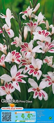 Gladiolenzwiebeln : Gladiolus nanus -Gladiole/Zwerggladiole " Prins Claus " 5 Blumenzwiebeln