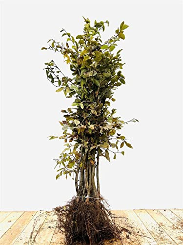Carpinus betulus 80-100 cm - Hainbuche, ideal für Heckenpflanzung, winterhart, schnittverträglich, robust und pflegeleicht (25 Stück)