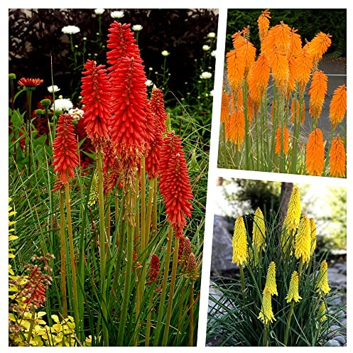 Stauden Gänge 3 x Kniphofia Kollektion (Winterhart/Staude/Dauerblüher/Bienenfreundlich/Mehrjährig) Fackellilie - Hingucker der den ganzen Sommer über bis tief in den Herbst hinein blüht