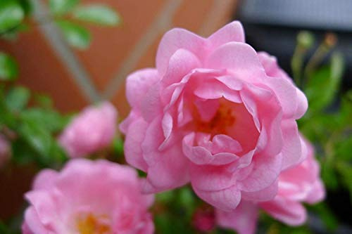10x Bodendeckerrosen 'Rosa The Fairy' - Winterhart & Mehrjährig | Extra Buschig im 1L Topf | Sommerblüher Juni-Oktober