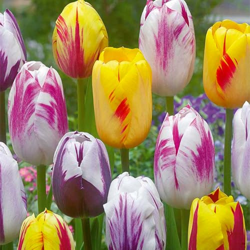 Bloomique - 20er-Mix - Tulipa-Rembrandt-Mix - Tulpenzwiebeln - Blumenzwiebeln - Frühlingsblüte - mehrjährige Pflanzen - Wird bis zu 40-50 cm groß