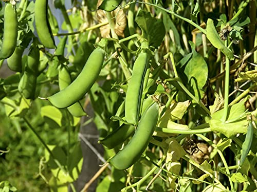 50 Erbsensamen Petit Provençal - Sorte mit süßem Geschmack, zart und saftig - Einfach zu kultivieren für Anfänger - 100% natürlich - Garantiert keimfähig - Samen 100% reproduzierbar