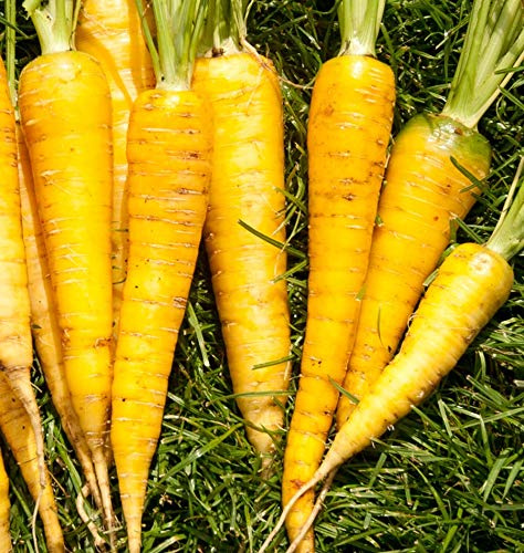 Lot von 500 Karottensamen Gelb vom Doubs - Produktive und süße Sorte - Außergewöhnliche Geschmacksqualität - Reproduzierbares Karotten-Saatgut - 500 anbaubereite Samen