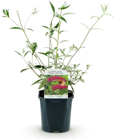GreenboutiQ - Schmetterlingsflieder Winterhart - Buddleja davidii Royal Red - Blume Rot - 1 Pflanze - Laubabwerfend - Schmetterlingsanziehend - Topf 17cm Höhe 25cm