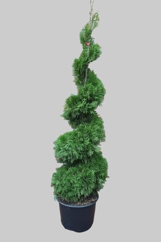 Thuja Spirale Smaragd-Edelthuja, Höhe: 150-160 cm, Formpflanze, Winterhart, Immergrün + Dünger