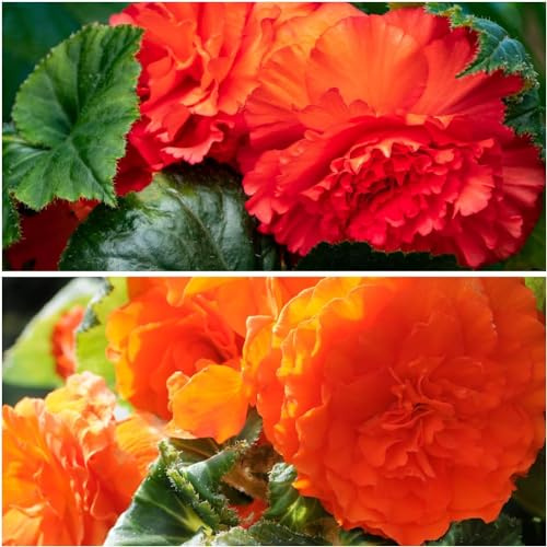 Orange & Rot Begonien Fimbriata - Blumenzwiebeln Mehrjährig - 5 Zwiebeln - Echte Pflanzen aus Holland - für Töpfe und Balkone (nicht winterhart, große Knollen, kein Samen und nicht künstlich)