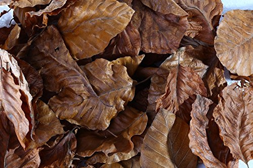 Buchen Laubblätter (braun), 100 Blätter - Garnelen- Schnecken- und Krebsfutter