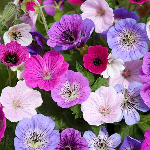GardenersDream 3x Geranien in Töpfen – Blaue, Rosa, Lila, Rote und Weiße Bunte Gartenpflanzen – Robuste Storchschnabel-Pflanzen für den Außenbereich (inkl. 11 cm Topf)