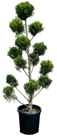 Tropictrees - Cupressocyparis Leylandii - Pon Pon 155 cm - Kugelzypresse - Zypresse - Zierpflanze - Gartenpflanze - Immergrün - Leylandii - Winterhart - Blickfang
