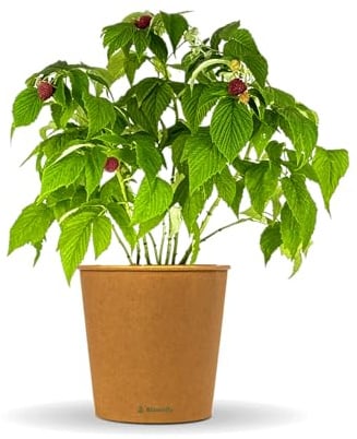 Bloomify® rote Bio Himbeerpflanze Hilda | 40 bis 60 cm großer ertragreicher Himbeerstrauch | winterharte und pflegeleichte Himbeere für Garten oder Topf | besonders süße, leckere Früchte