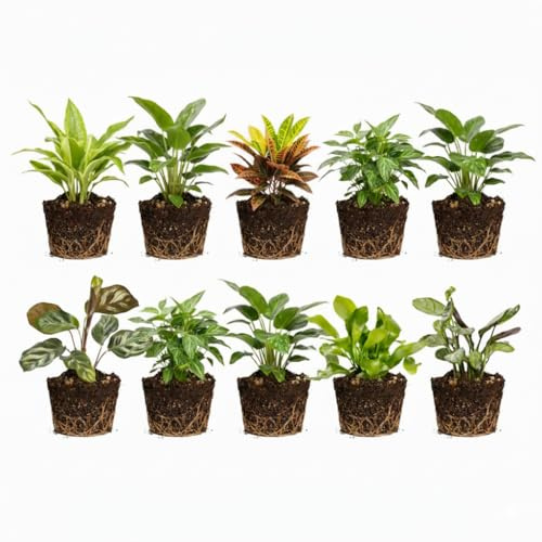 Vdvelde․com - Mini Pflanzen Set 10 Stück - Kleine Zimmerpflanzen & Farne Ø6 cm - Ideal für Terrarium, Deko & Anzucht - Höhe ca. 10 cm - Ohne Topf