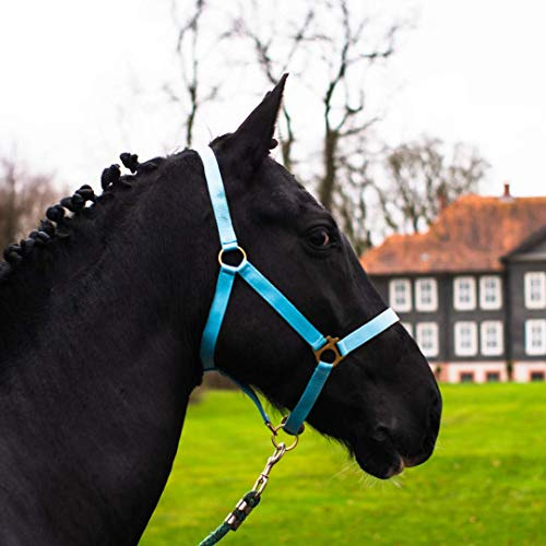 Pferdelinis Halfter für Pferd Warmblut, Vollblut, Kaltblut – Stallhalfter, Weidehalfter, 2 Fach verstellbar an Kinnriemen und Genickstück, sicher & reißfest (Türkis, Vollblut (Cob))