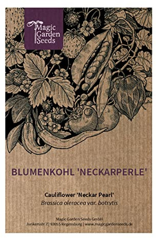 Blumenkohl 'Neckarperle' (Brassica oleracea var. botrytis) 100 Samen Italienischer Kohl Blütenkohl Karfiol Käsekohl