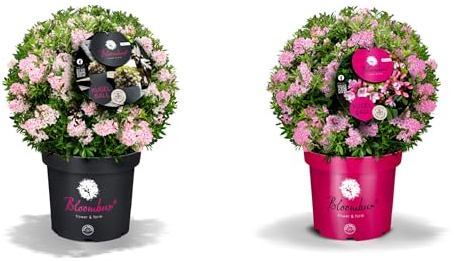 Rhododendron Bloombux® Pink – immergrüner Zierstrauch, winterhart, bienenfreundlich, ideal für Hecken & Kübel P0,5