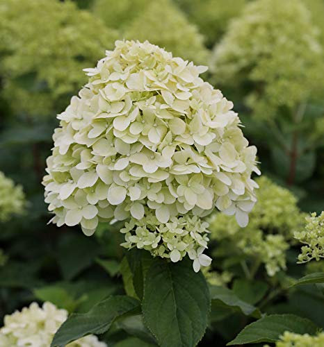 Rispenhortensie Limelight® 100-125cm - Hydrangea paniculata - lebende Gartenpflanze aus den Baumschulen