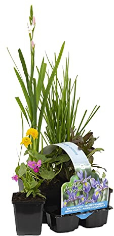 Bloomique - 6er-Set - Blühende Teichpflanzen - Wasserpflanzen Miniteich - Zone 1 & 2 - Winterhart - Höhe 15-25 cm - Topf 9 cm