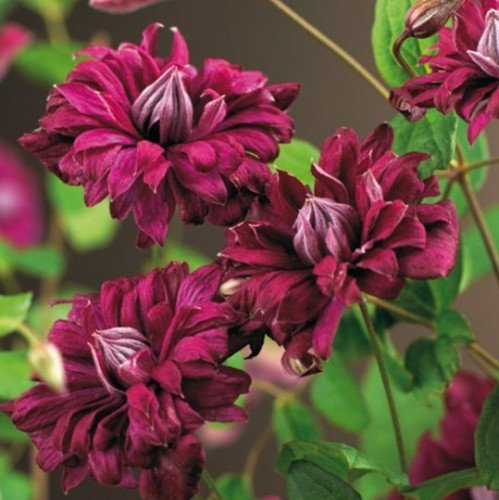 Waldrebe 'Purpurea Plena Elegans' 100 cm Topf Clematis viticella winterhart | Clematis viticella, rankend, gefüllte purpurrote Blüten, Sommer bis Herbst, Sonne bis Halbschatten, winterhart
