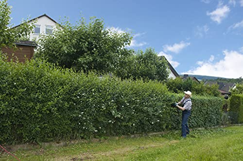100st. Liguster Atrovirens 50-80cm reine Pflanzhöhe Ligustrum Atrovirens Wurzelware Heckenpflanze