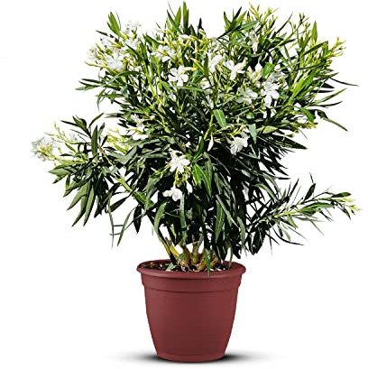 Tropictrees Nerium Oleander Pflanzen Winterhart mit weißen Blüten, 100–120 cm Höhe, Winterharte Pflanzen für Garten, hitze- und trockenheitsresistenter Strauch