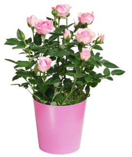 Blumenstrauß Zarte Schönheit in Rosa, mit Rosen | Rosa Farbe, 7-Tage-Frischegarantie, Floristenqualität, Frische Blumen, Ideale Geschenkidee | BLOOMY DAYS