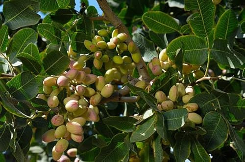 Echter Pistazienbaum (Pistacia vera) essbare Früchte/eine weibliche Pflanze