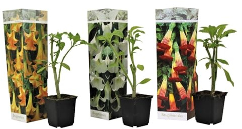 Plant in a Box - Brugmansia Mix - 3er Mix - 'Engelstrompete' - Gartenpflanze - Trompetenbaum - Kübelpflanze - Topf 9cm - Höhe 25-40cm