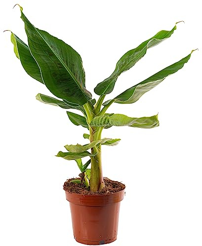 Gartenfeste Bananenpflanze (Musa Dwarf Cavendish) - widerstandsfähig und exotisch (Topfgröße 12 cm)