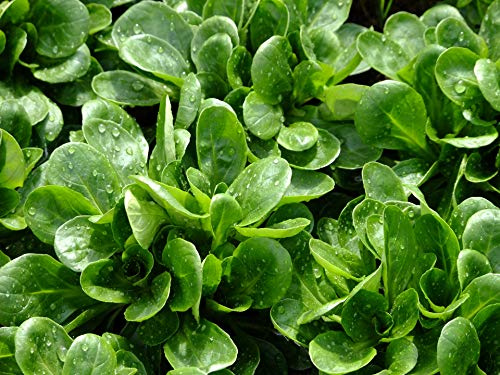 Lot von 500 Feldsalat-Samen Muschel von Louviers - Gekocht oder als Salat - Reich an Nährstoffen - 100% Natürlich - Geschmackliche Qualität - Garantiert keimfähig - 100% Reproduzierbar