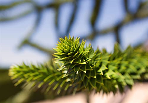 Andentanne 25-30 cm Topf Araucaria araucana winterhart immergrün mehrjährig
